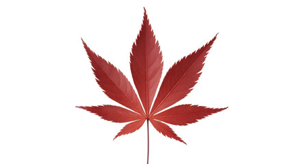 Single vibrant red maple leaf against a stark transparent background