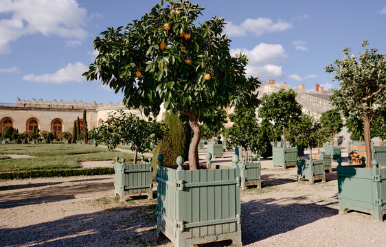 Symmetrically placed orange trees in elegant planters adorn a historical courtyard under a sunny sky, offering a tranquil and picturesque view of classical architecture and cultivated harmony. - Powered by Adobe