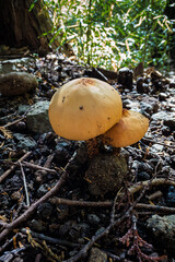 神奈川県箱根金時山きのこ日和