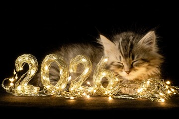 A fluffy kitten napping peacefully behind large, colorful numbers "2026, " softly illuminated by warm, golden fairy lights, creating a cozy, festive atmosphere