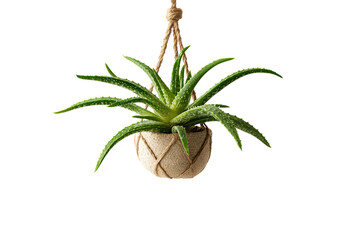 Aloe Vera Plant in Jute Hanging Pot isolated on a transparent background