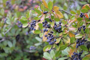 Sexton's bride tree and its black fruit, Rhaphiolepis umbellata