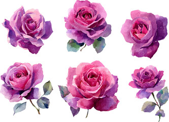 set of pink roses isolated
