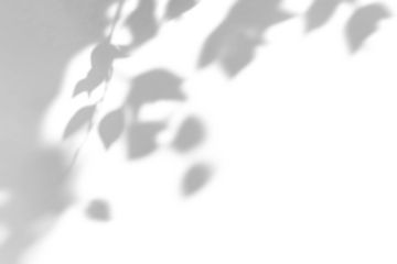 shadow overlay effects of realistic abstract natural tree leaves shadow on wall background,Summer sunlight and shadow overlay effect,foliage shadow effect