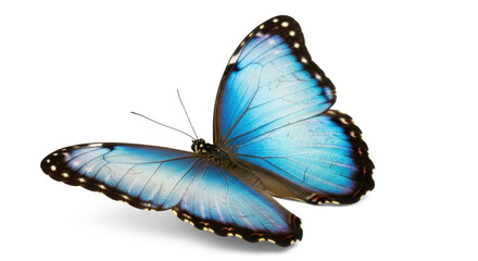 A blue morpho butterfly with a white background.