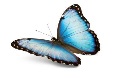 A blue morpho butterfly with a white background.