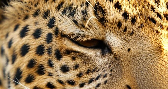 Intense golden eye of a leopard staring, wild and untamed, capturing the raw beauty and power of nature in a close up wildlife video.