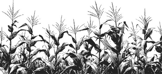 Naklejka premium Corn field sketch hand drawn black and white tall maize plants with leaves. Vector illustration