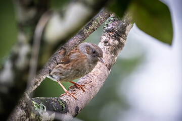 Close up of a Dunnock (Prunella modularis) perched on the branch of a tree in France