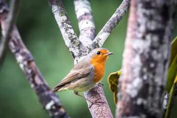 Close up of a Robin (Erithacus rubecula) perched on the branch of a tree in France