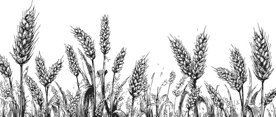 Fototapeta premium Wheat field sketch, hand drawn style with detailed ears and stems. Vector illustration