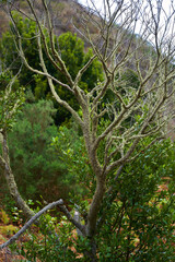Lichen-covered tree branches in Anaga forest Tenerife