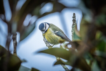 Close up of a Blue Tit (Cyanistes caeruleus) perched on the branch of a tree in France