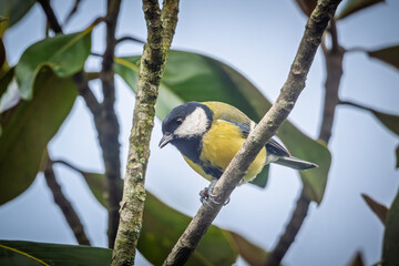 Close up of a Great Tit (Parus Major) perched on the branch of a tree in France