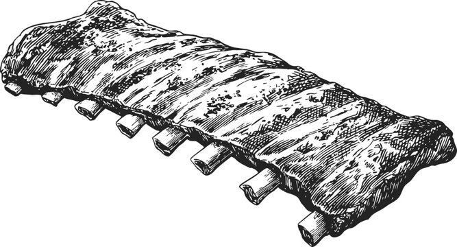 Pork ribs sketch, hand drawn style, whole rack isolated on white background. Vector illustration