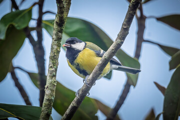 Close up of a Great Tit (Parus Major) perched on the branch of a tree in France