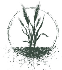 Fototapeta premium Wheat plant sketch hand drawn with roots and soil in circular frame. Vector illustration