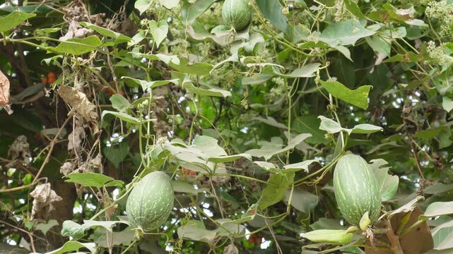 pointed gourd, also known as parwal (Hindi) or potol (Bengali)