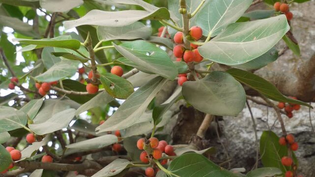 leaves and the developing fruits of the banyan tree 