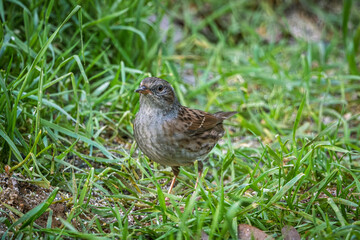 Close up of a Dunnock (Prunella modularis) on the ground in France