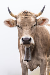 Close-up portrait of a brown Swiss cow with horns and yellow ear tags, wearing a large, traditional cowbell. The animal stares directly at the camera, with the foggy white background.