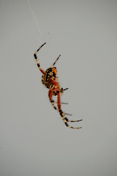 spider on a web (neoscona oaxacensis)