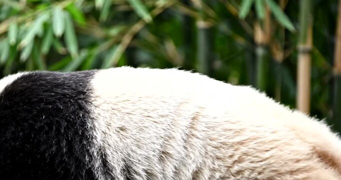 Watch this adorable panda munching on bamboo shoots in its natural habitat, a heartwarming moment of wildlife wonder you won't want to miss