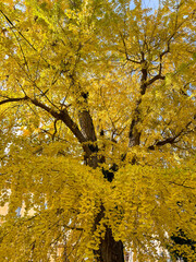 Autumnal view of a specimen of Ginkgo biloba, commonly known as maidenhair tree.