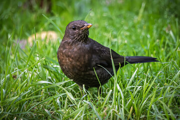 Close up of a female Blackbird (Turdus merula) on a grass lawn in a garden in France