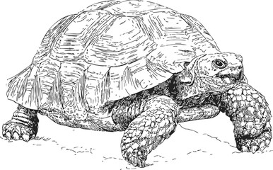 Fototapeta premium Tortoise sketch hand drawn detailed side view with textured shell. Vector illustration