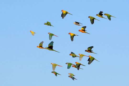 Colorful parrots flying in the sky. Free flying bird - Powered by Adobe