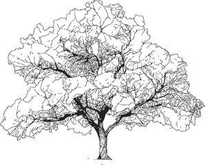 Fototapeta premium Tree sketch hand drawn detailed branches and foliage isolated on white. Vector illustration