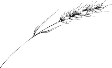 Fototapeta premium Wheat ear sketch hand drawn botanical spikelet with long stem. Vector illustration
