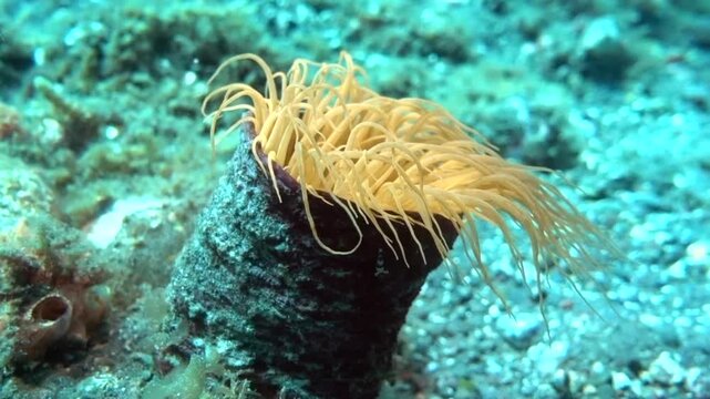 tube anemone