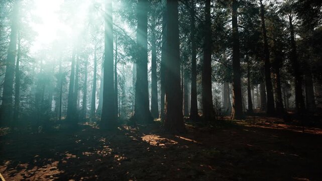 Tall sequoias rise above the forest floor, where shafts of sunlight break through the morning mist, creating an enchanting atmosphere deep within the woods.