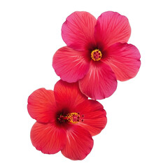 Close-up of two vibrant red tropical hibiscus flowers in bloom