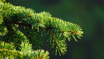 Fresh green fir branch basking in sunlight evokes natural beauty and serene landscapes, perfect for holiday themes and nature-inspired designs