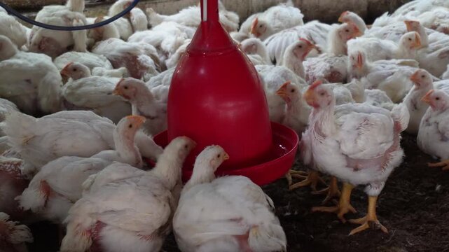 Young broiler chickens drinking water in a commercial farm