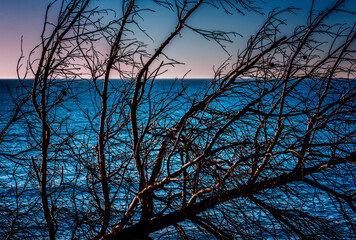 silhouette of a tree at sunset