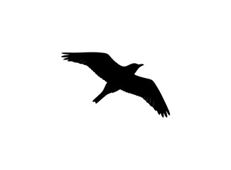 Fototapeta premium flying eagle silhouette
