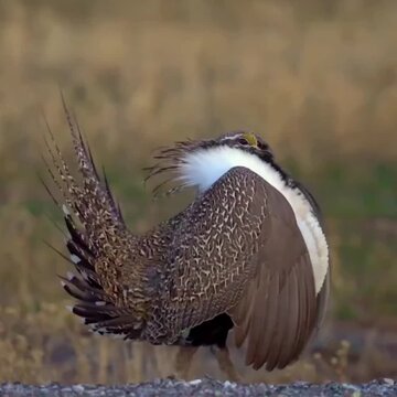Male Sage Grouse Displaying During Mating Ritual
