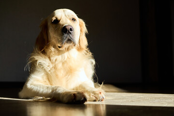 A golden retriever lays comfortably on a shiny wooden floor, enjoying warm sunlight streaming into the room in the late afternoon. Its expression is calm and peaceful.