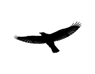 eagle in flight