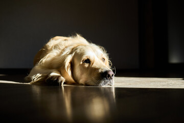 A golden retriever lays comfortably on a shiny wooden floor, enjoying warm sunlight streaming into the room in the late afternoon. Its expression is calm and peaceful.