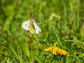 Small White Butterfly in Flight