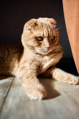 A ginger cat lies contently in a sunbeam, nestled close to a couch. Its eyes are half-closed, reflecting a calm and cozy afternoon ambiance.