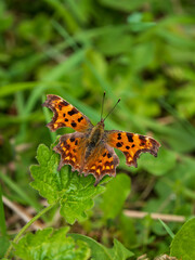 Obraz premium A Comma Butterfly Resting in a Meadow
