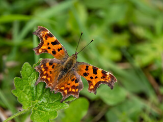 A Comma Butterfly Resting in a Meadow