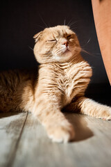 A ginger cat lies contently in a sunbeam, nestled close to a couch. Its eyes are half-closed, reflecting a calm and cozy afternoon ambiance.