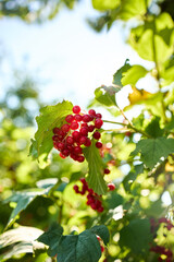 Bright red berries cluster on green leaves, basking in sunlight. This garden scene showcases nature's beauty during a sunny day, evoking a sense of tranquility and abundance.